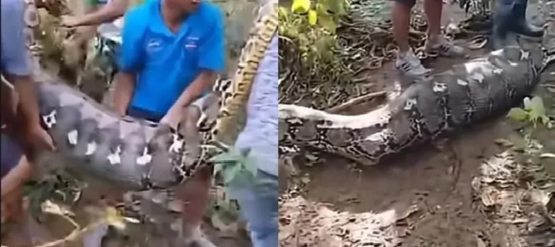 Agricultor é encontrado morto após ser engolido por píton de 8 metros