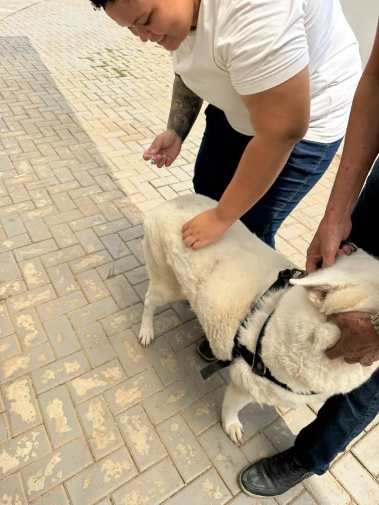 Prefeitura de Ji-Paraná vacina 7.918 cães e gatos contra a raiva no 1º distrito