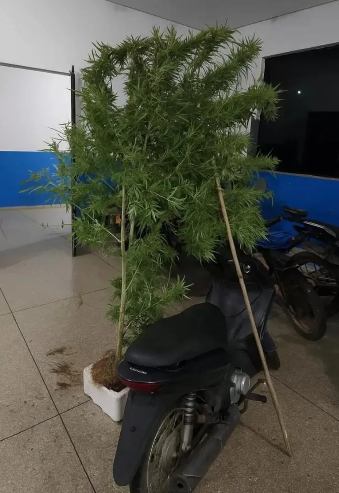 Homem é preso por tráfico de drogas após ser flagrado com maconha e pé de Cannabis em casa
